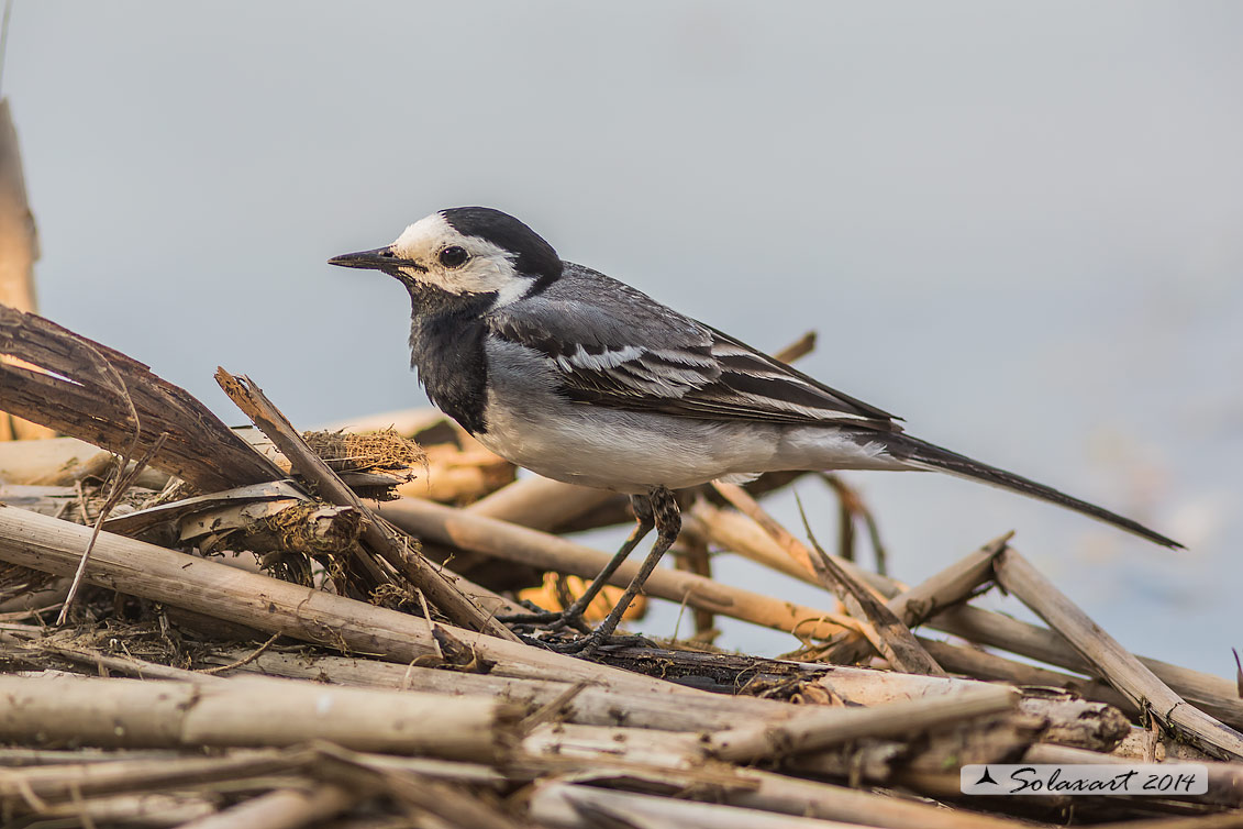 Motacilla alba:  Ballerina bianca  (maschio); White wagtail (male)