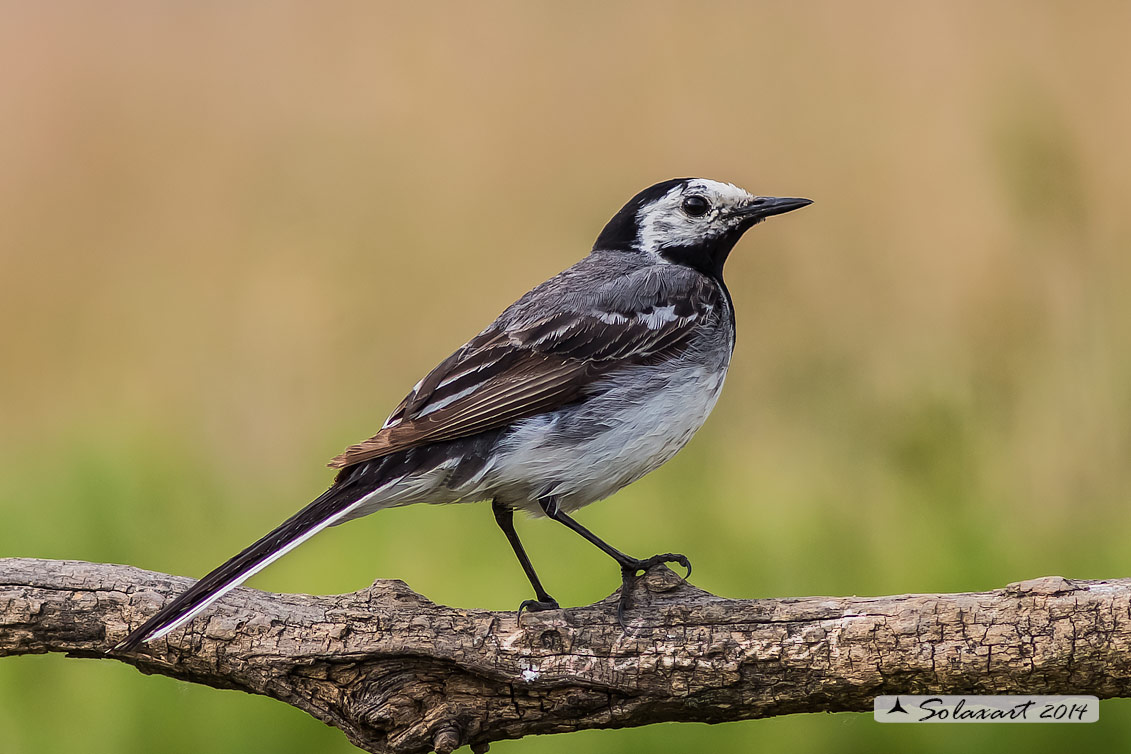 Motacilla alba:  Ballerina bianca  (maschio); White wagtail (male)