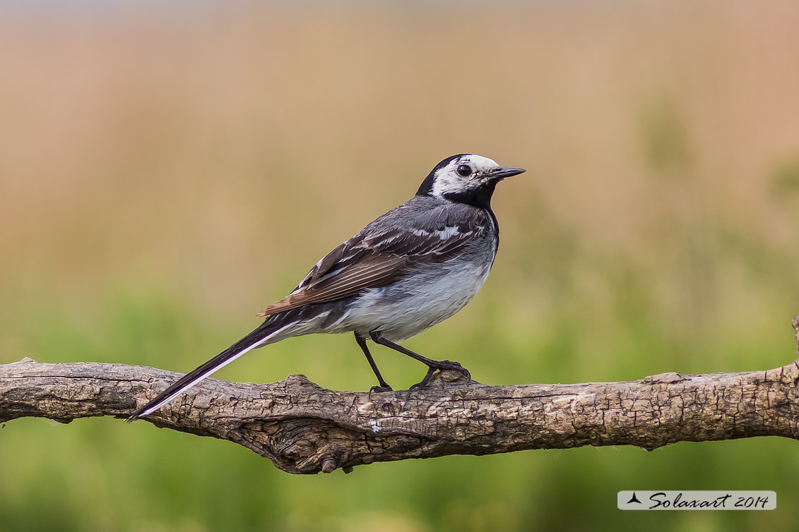 Motacilla alba:  Ballerina bianca  (maschio); White wagtail (male)