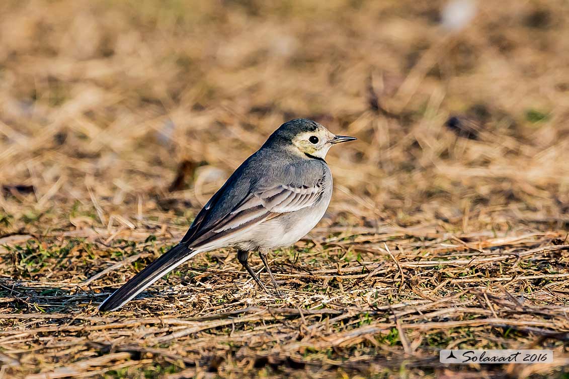 Motacilla alba:  Ballerina bianca  (maschio); White wagtail (male)