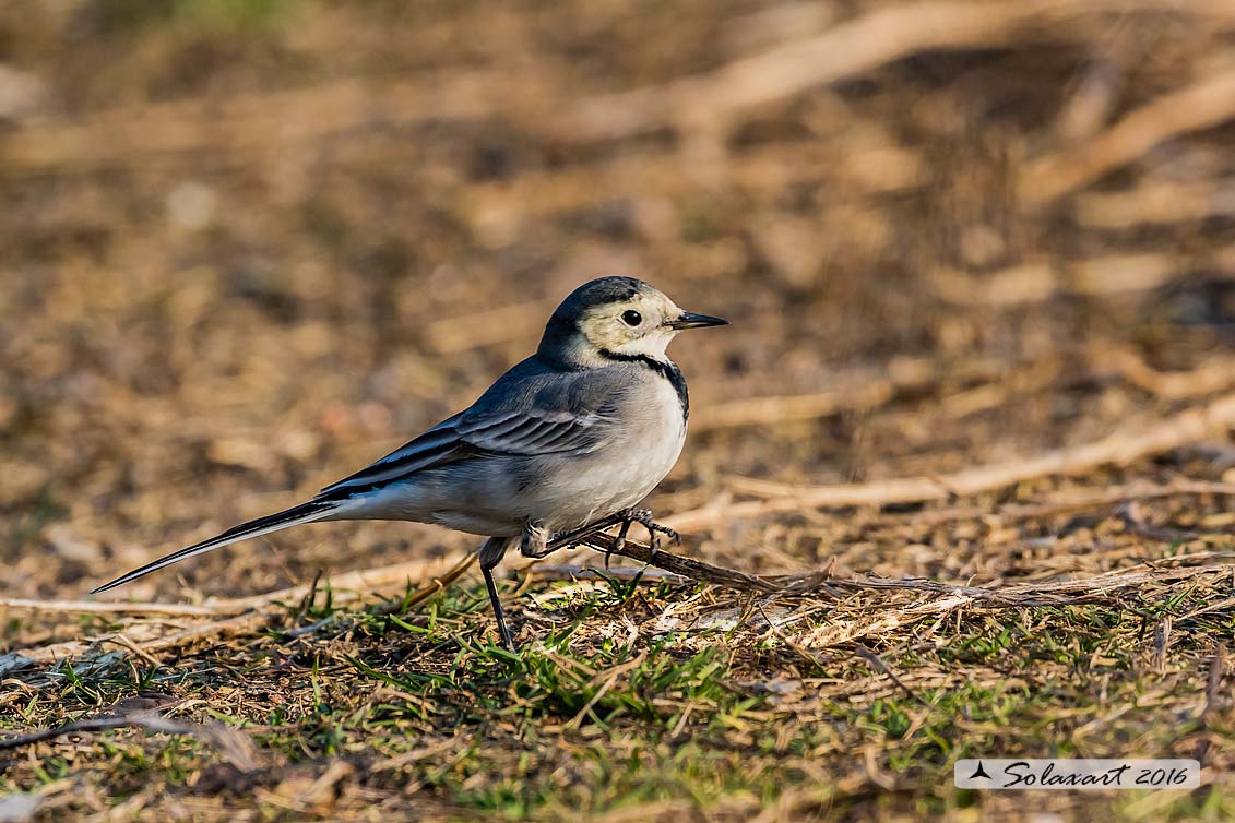 Motacilla alba:  Ballerina bianca  (maschio); White wagtail (male)