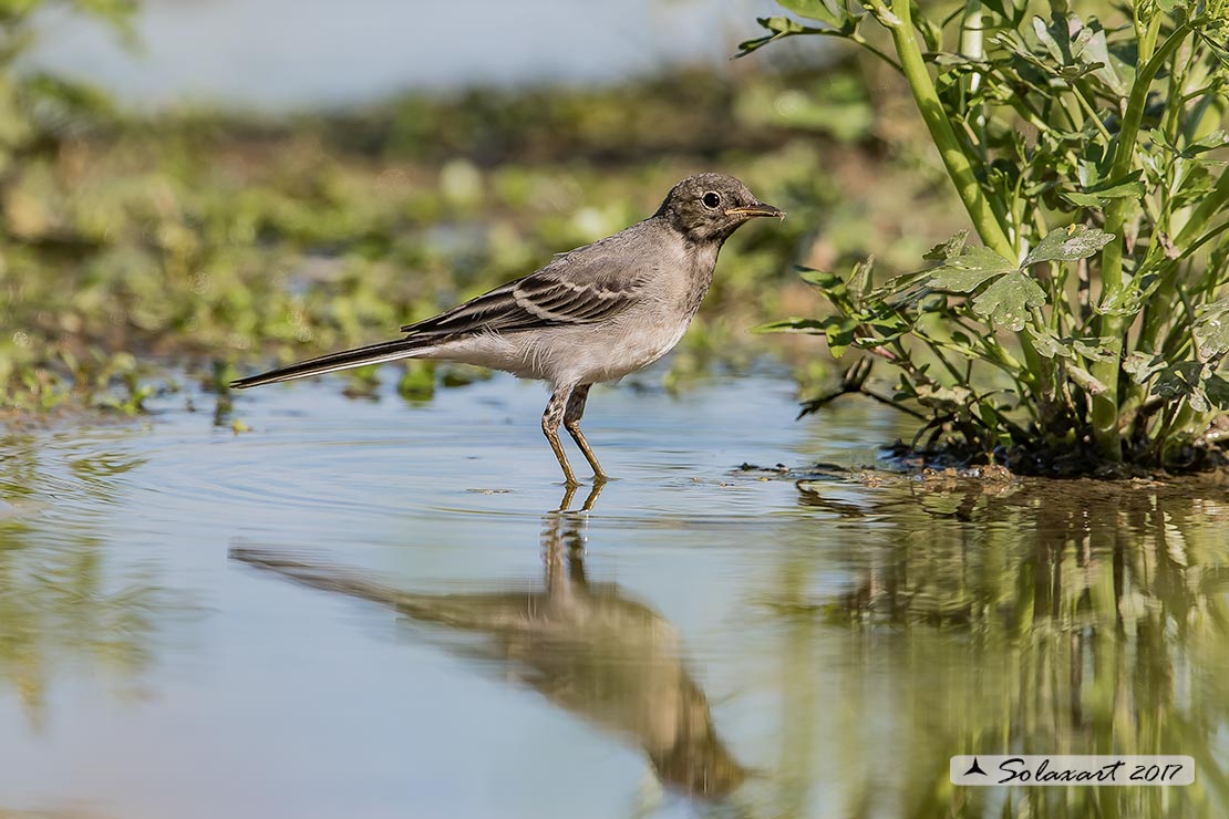 Motacilla alba:  Ballerina bianca  (immaturo); White wagtail (juvenile)