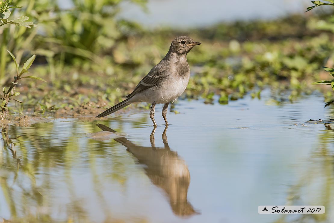 Motacilla alba:  Ballerina bianca  (immaturo); White wagtail (juvenile)