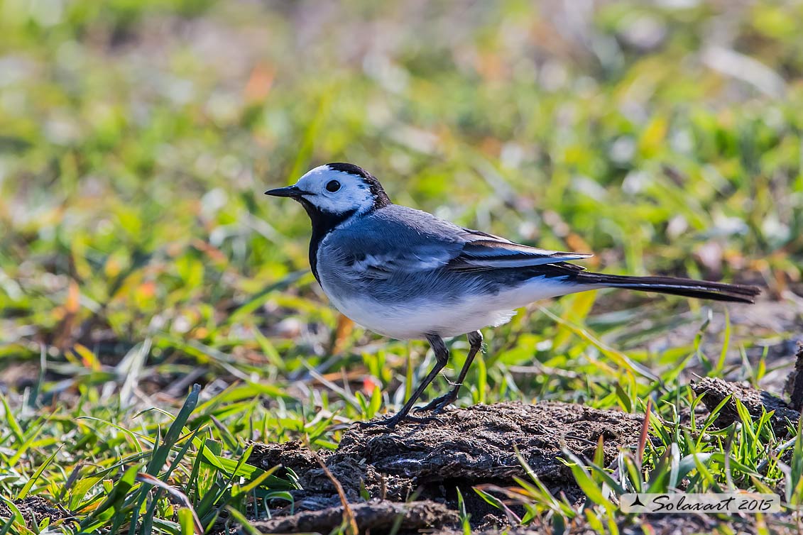 Motacilla alba:  Ballerina bianca  (maschio); White wagtail (male)