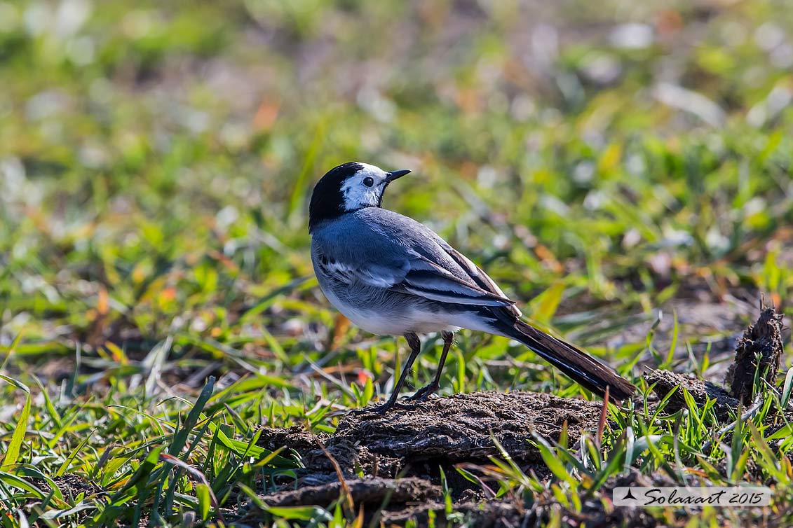 Motacilla alba:  Ballerina bianca  (maschio); White wagtail (male)