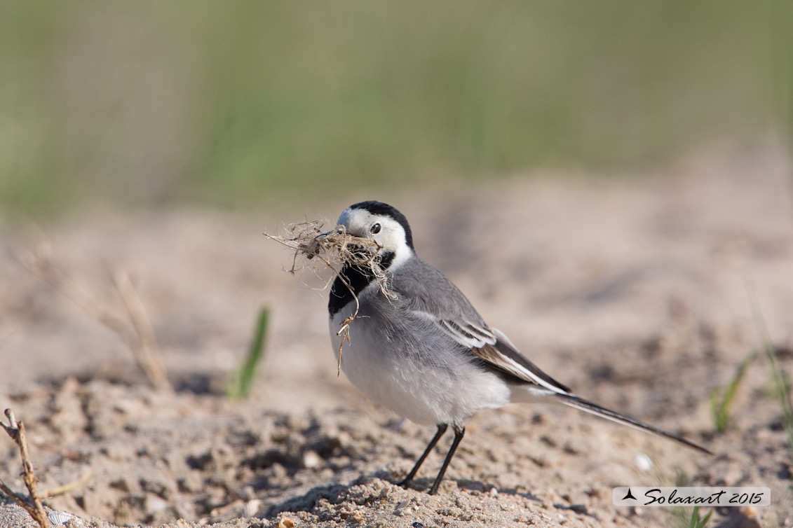 Motacilla alba:  Ballerina bianca  (maschio); White wagtail (male)