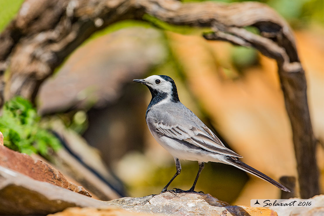 Motacilla alba:  Ballerina bianca  (maschio); White wagtail (male)