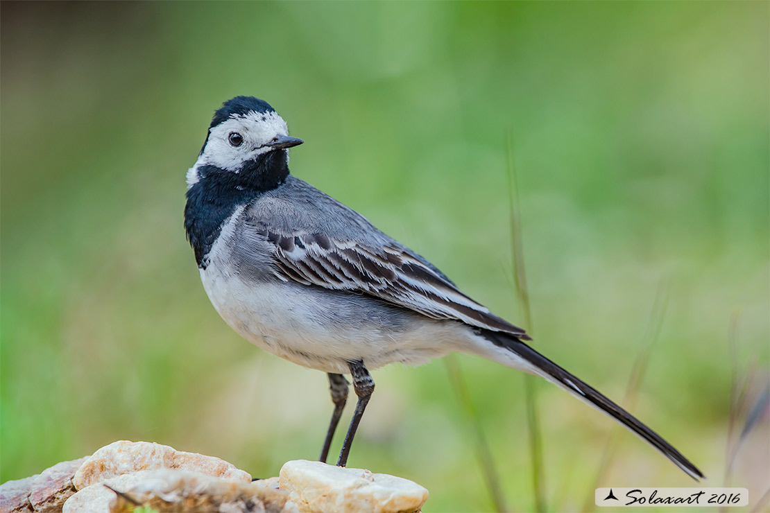 Motacilla alba:  Ballerina bianca  (maschio); White wagtail (male)