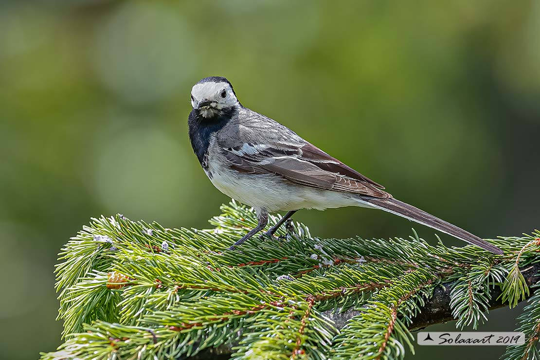 Motacilla alba:  Ballerina bianca  (maschio); White wagtail (male)