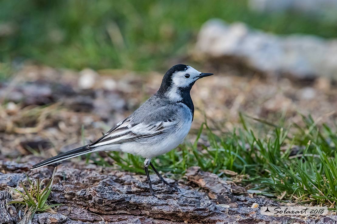 Motacilla alba:  Ballerina bianca  (maschio); White wagtail (male)