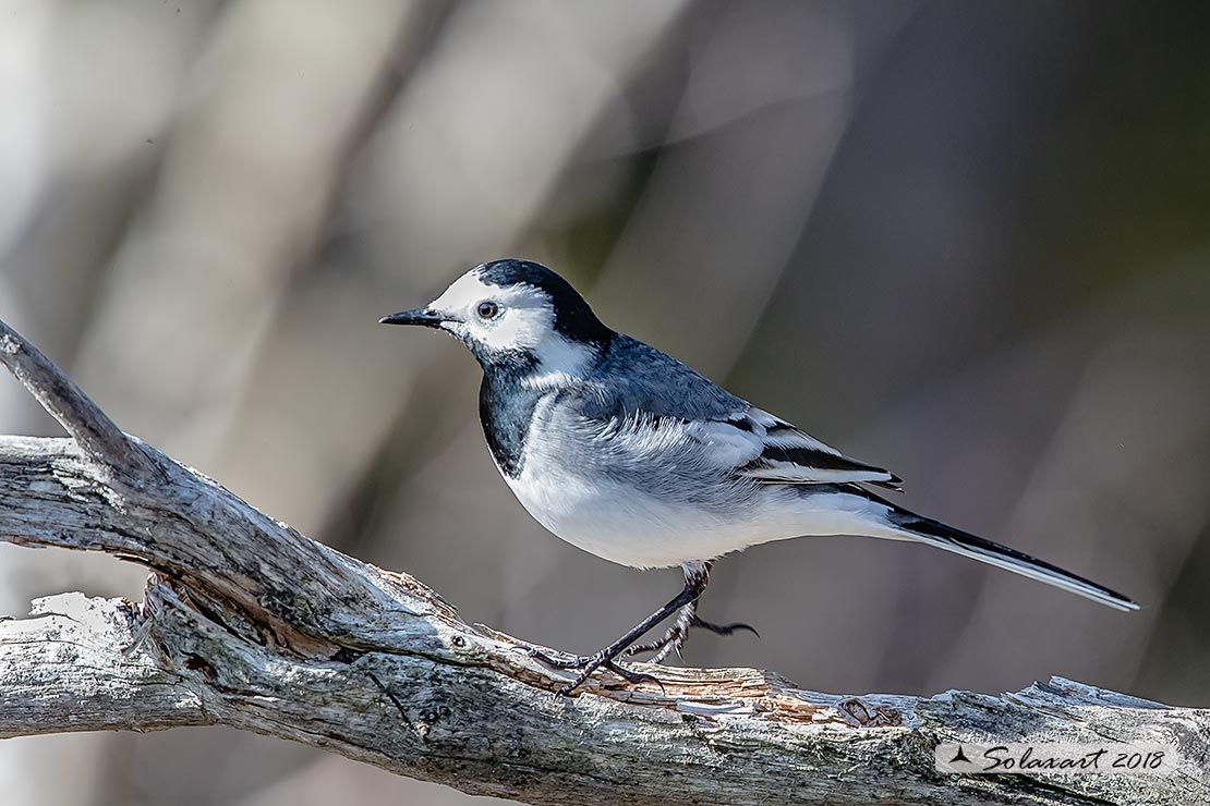 Motacilla alba:  Ballerina bianca  (maschio); White wagtail (male)