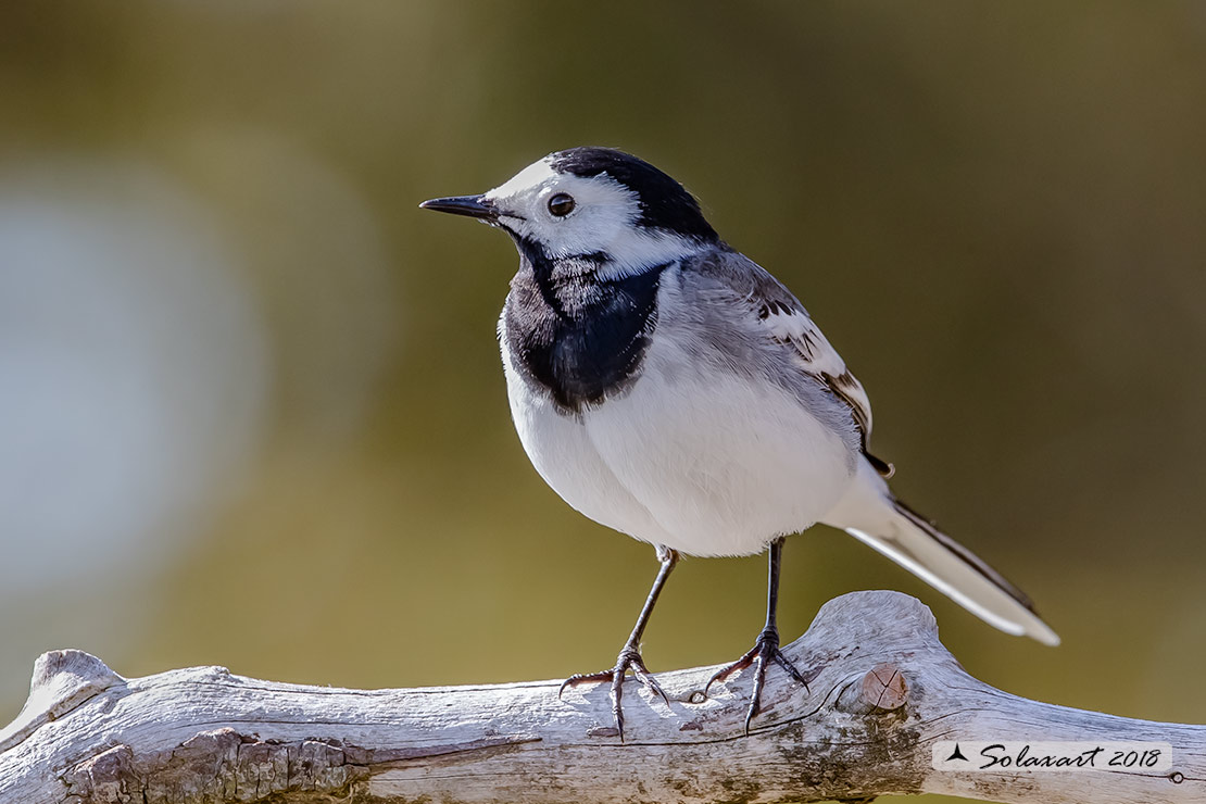 Motacilla alba:  Ballerina bianca  (maschio); White wagtail (male)