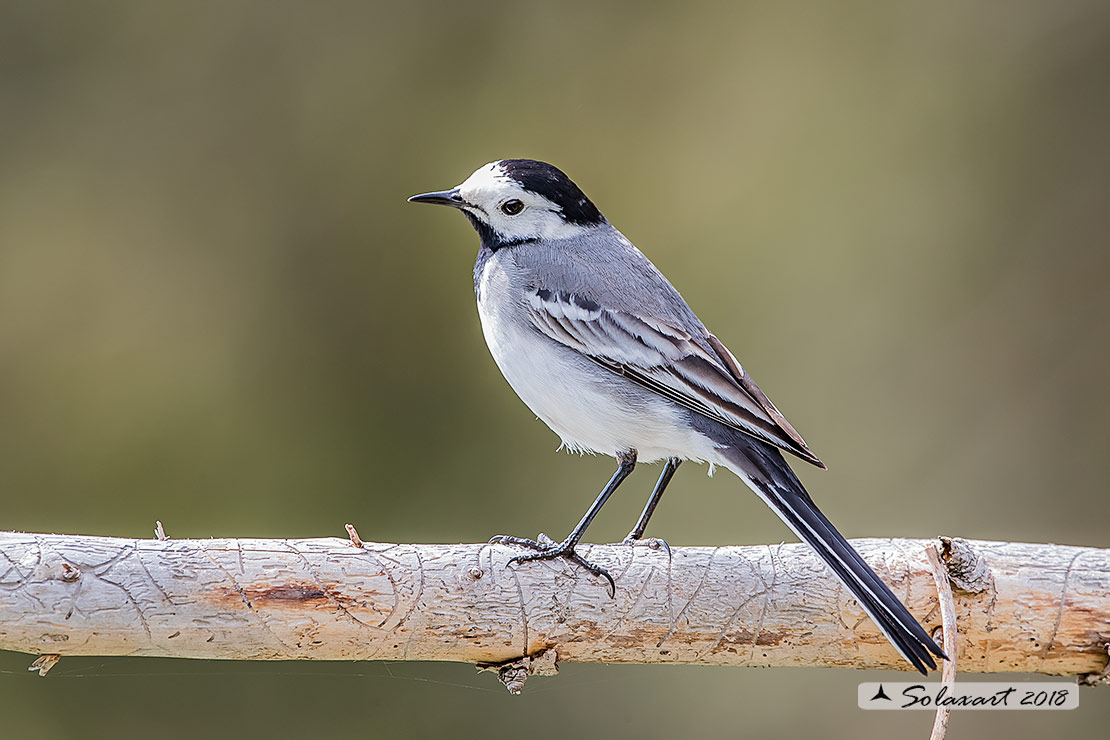 Motacilla alba:  Ballerina bianca  (maschio); White wagtail (male)