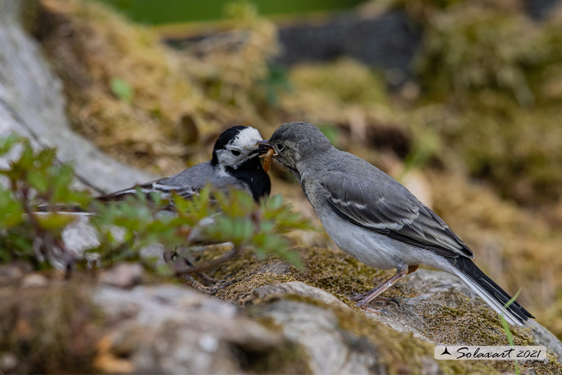 Motacilla alba:  Ballerina bianca  (immaturo); White wagtail (juvenile)