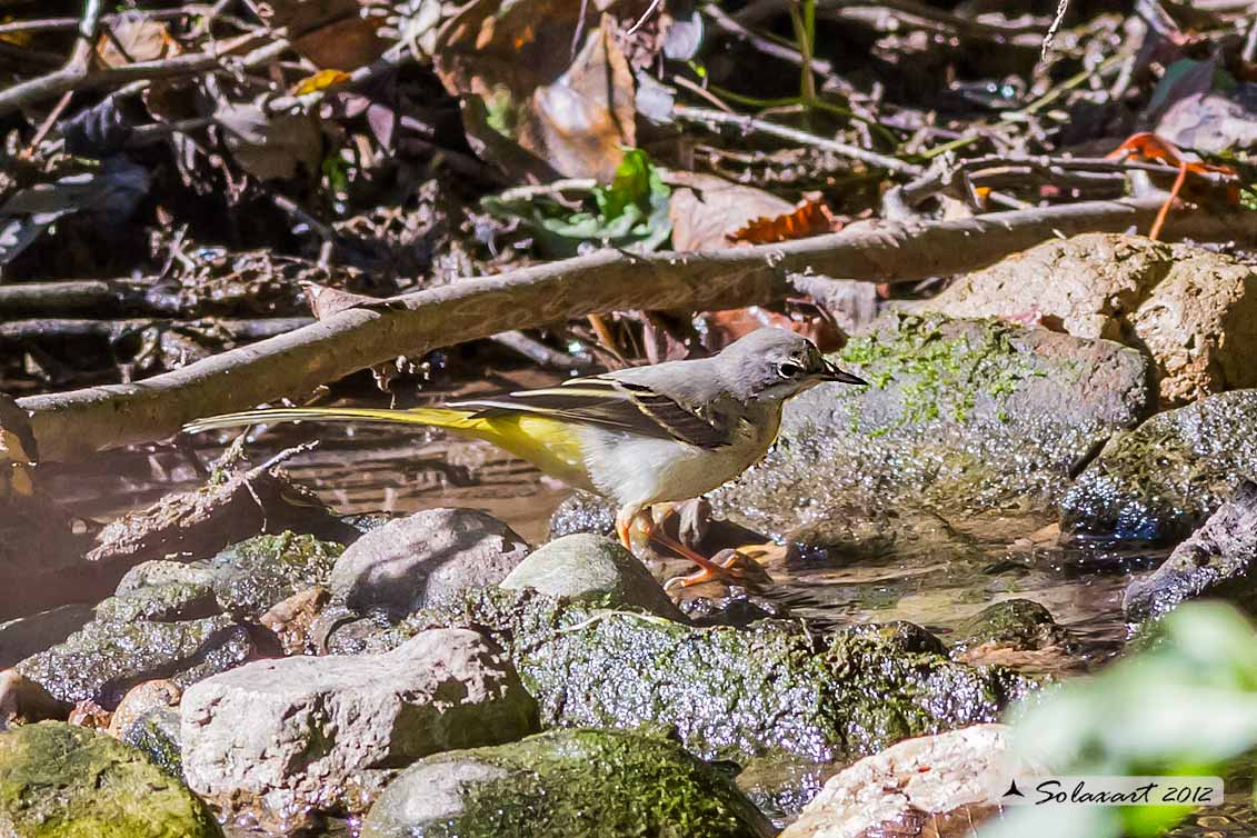 Motacilla Cinerea :  Ballerina gialla (maschio in tenuta invernale) ; Grey wagtail (male in winter outfit)