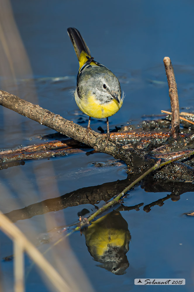 Motacilla cinerea :  Ballerina Gialla ;  Grey wagtail