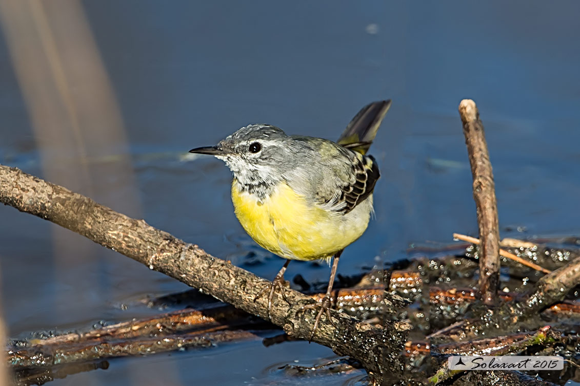 Motacilla cinerea :  Ballerina Gialla ;  Grey wagtail