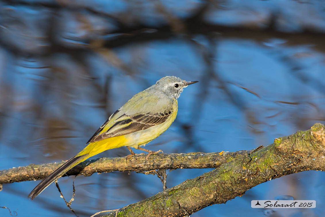 Motacilla cinerea :  Ballerina Gialla ;  Grey wagtail