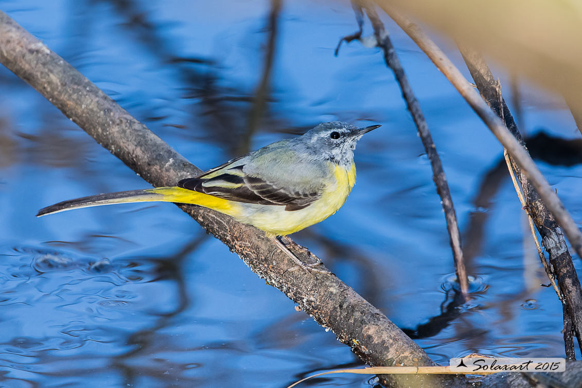 Motacilla cinerea :  Ballerina Gialla ;  Grey wagtail