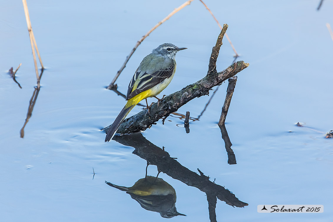 Motacilla Cinerea :  Ballerina gialla (maschio in tenuta invernale) ; Grey wagtail (male in winter outfit)