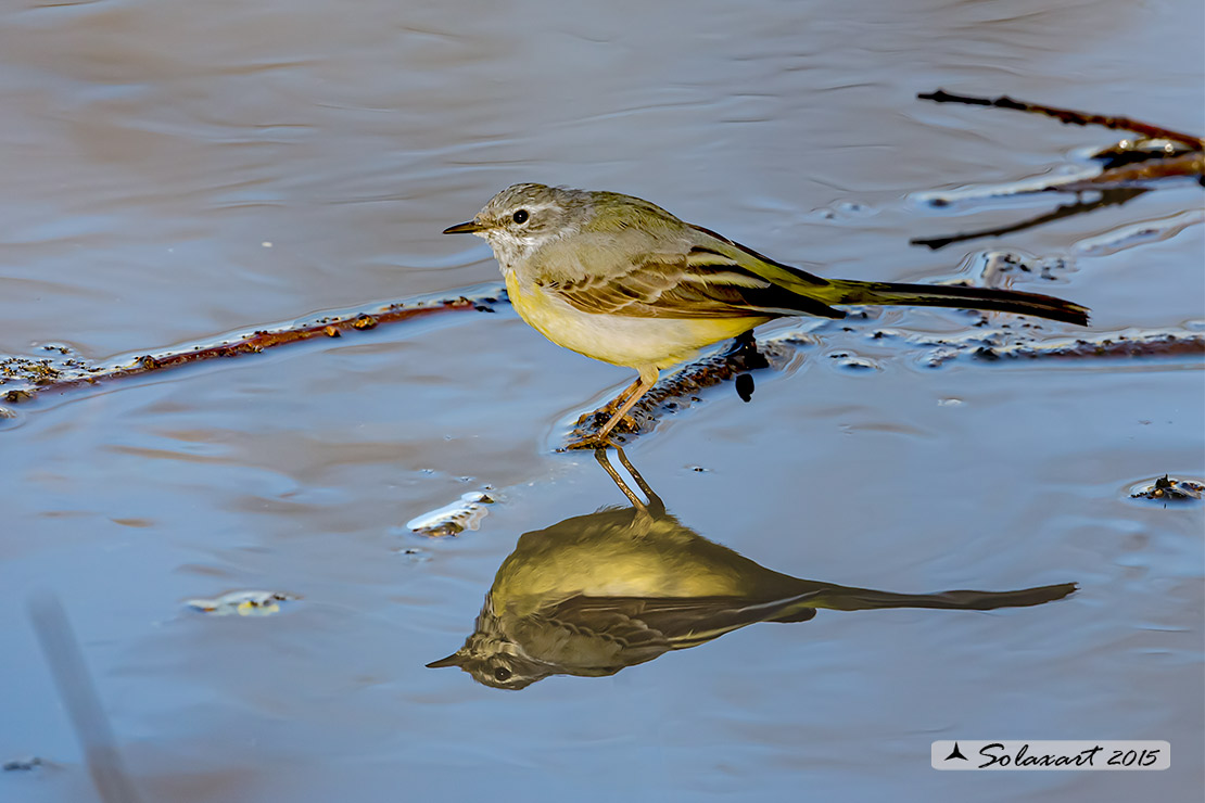 Motacilla cinerea :  Ballerina Gialla ;  Grey wagtail