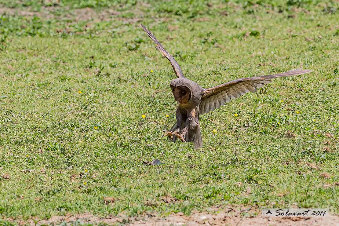 Tyto alba melanico: Barbagianni nero; Balck Barn Owl