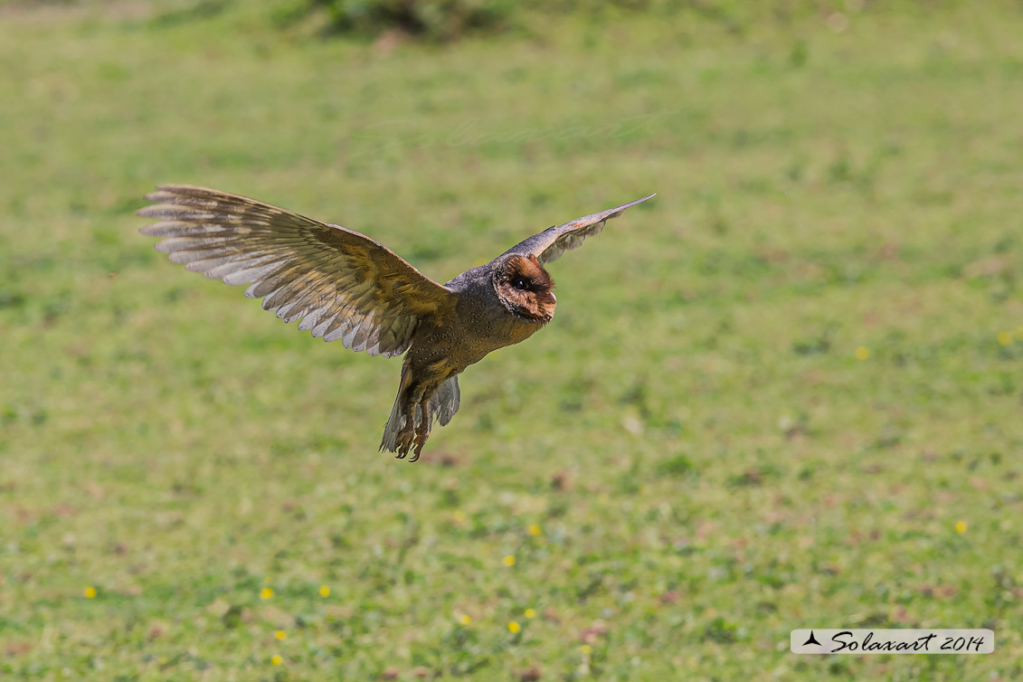 Tyto alba melanico: Barbagianni nero; Balck Barn Owl