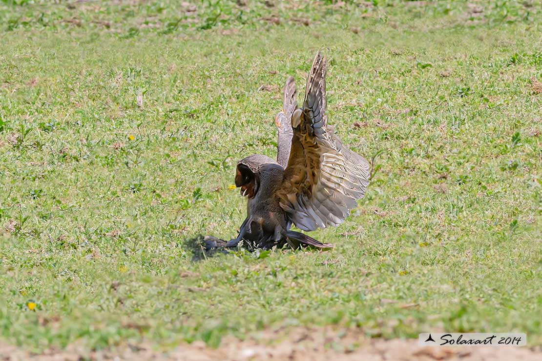 Tyto alba melanico: Barbagianni nero; Balck Barn Owl