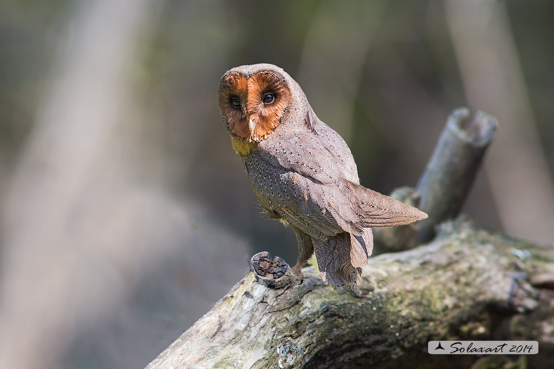 Tyto alba melanico: Barbagianni nero; Balck Barn Owl