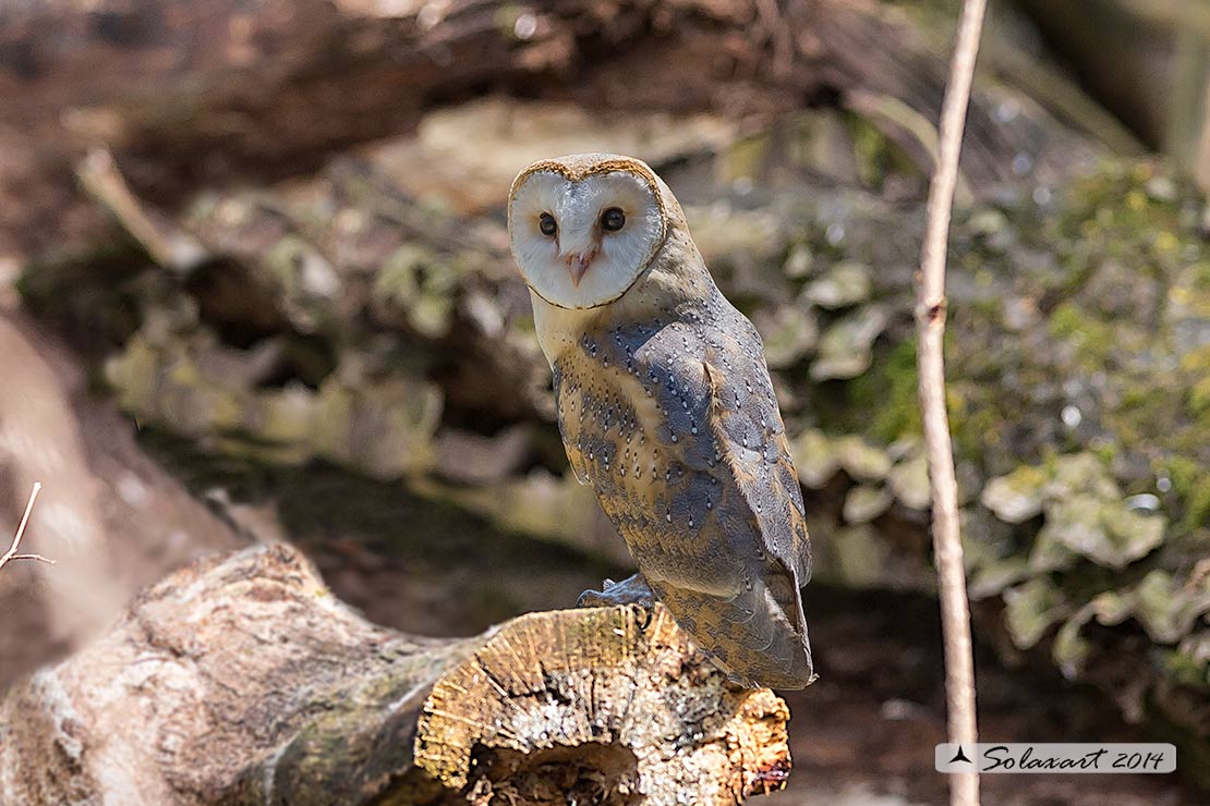 Tyto alba: Barbagianni; Barn Owl