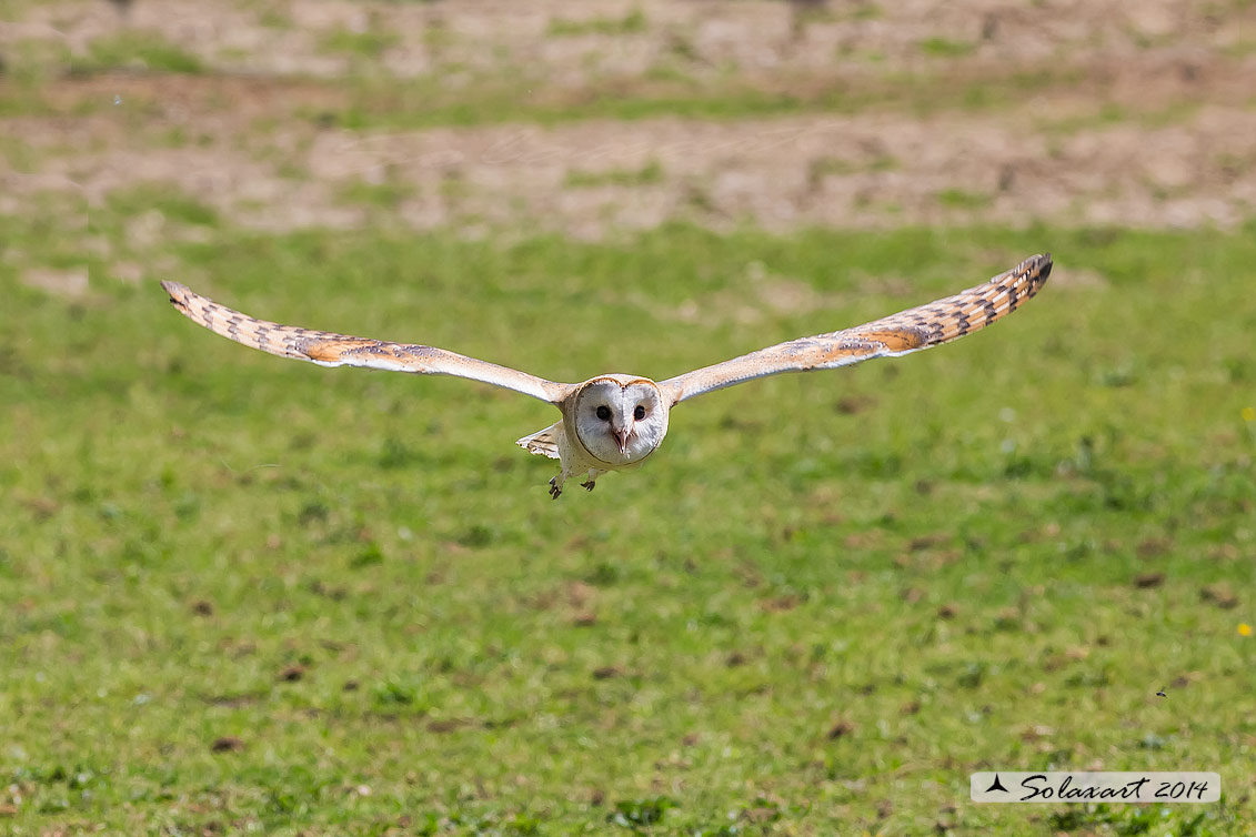 Tyto alba: Barbagianni; Barn Owl
