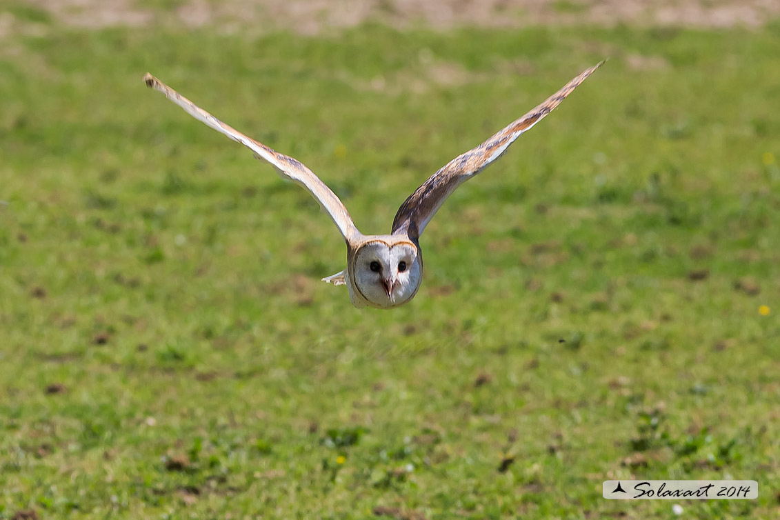 Tyto alba: Barbagianni; Barn Owl