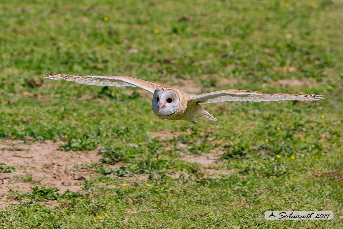 Tyto alba: Barbagianni; Barn Owl