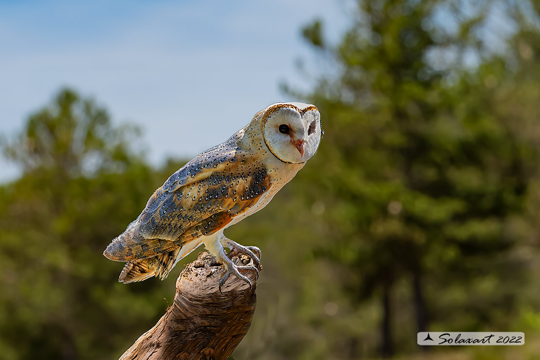 Tyto alba: Barbagianni; Barn Owl