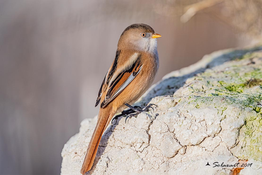 Panurus biarmicus; Basettino; Bearded reedling