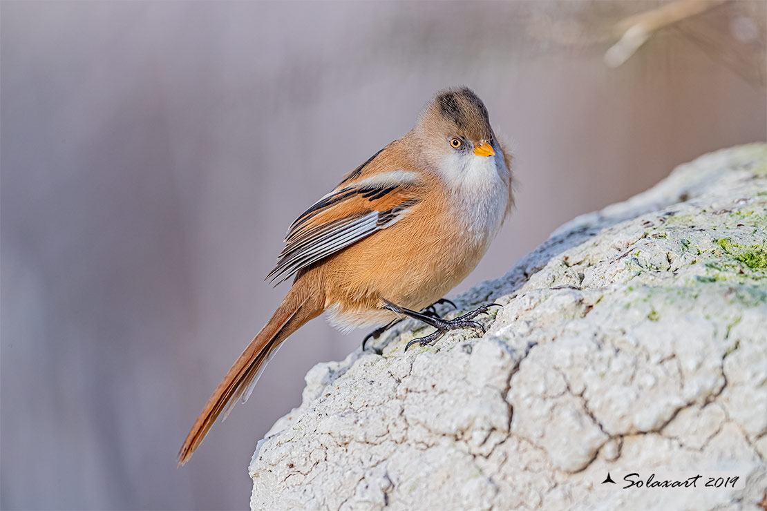 Panurus biarmicus; Basettino; Bearded reedling