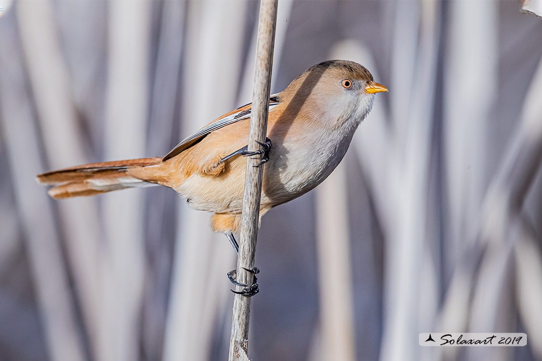 Panurus biarmicus; Basettino; Bearded reedling