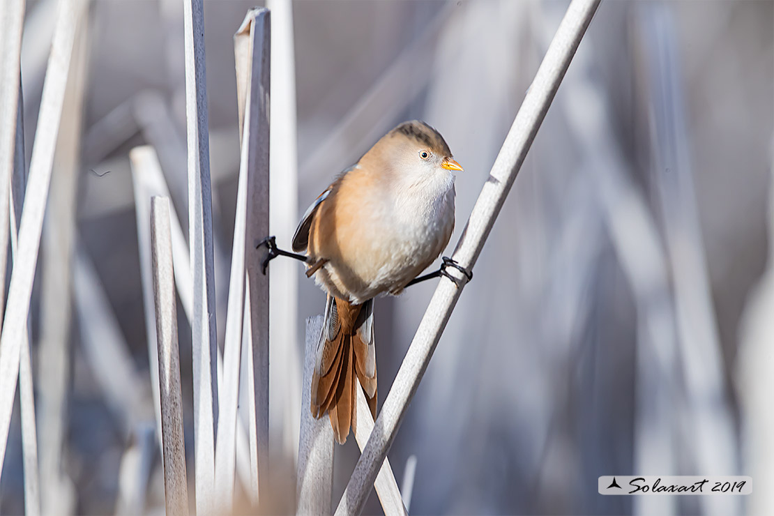 Panurus biarmicus; Basettino; Bearded reedling