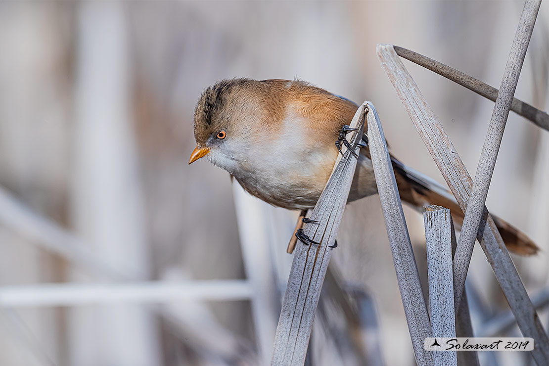 Panurus biarmicus; Basettino; Bearded reedling