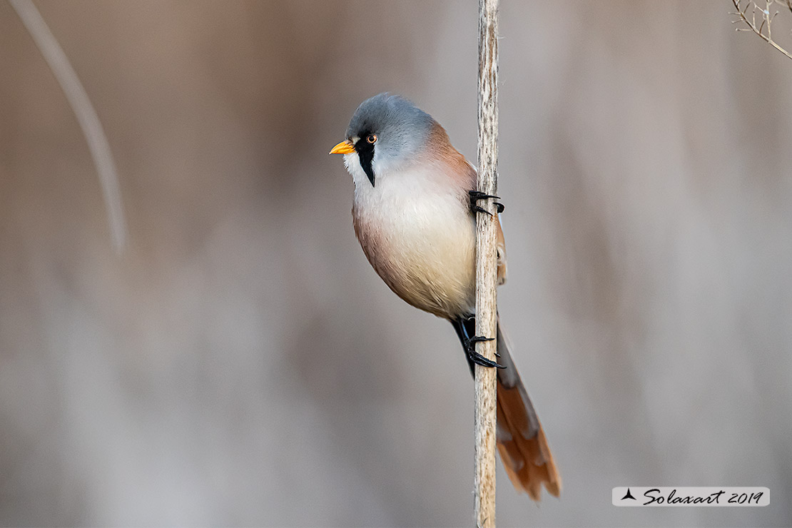 Panurus biarmicus; Basettino; Bearded reedling