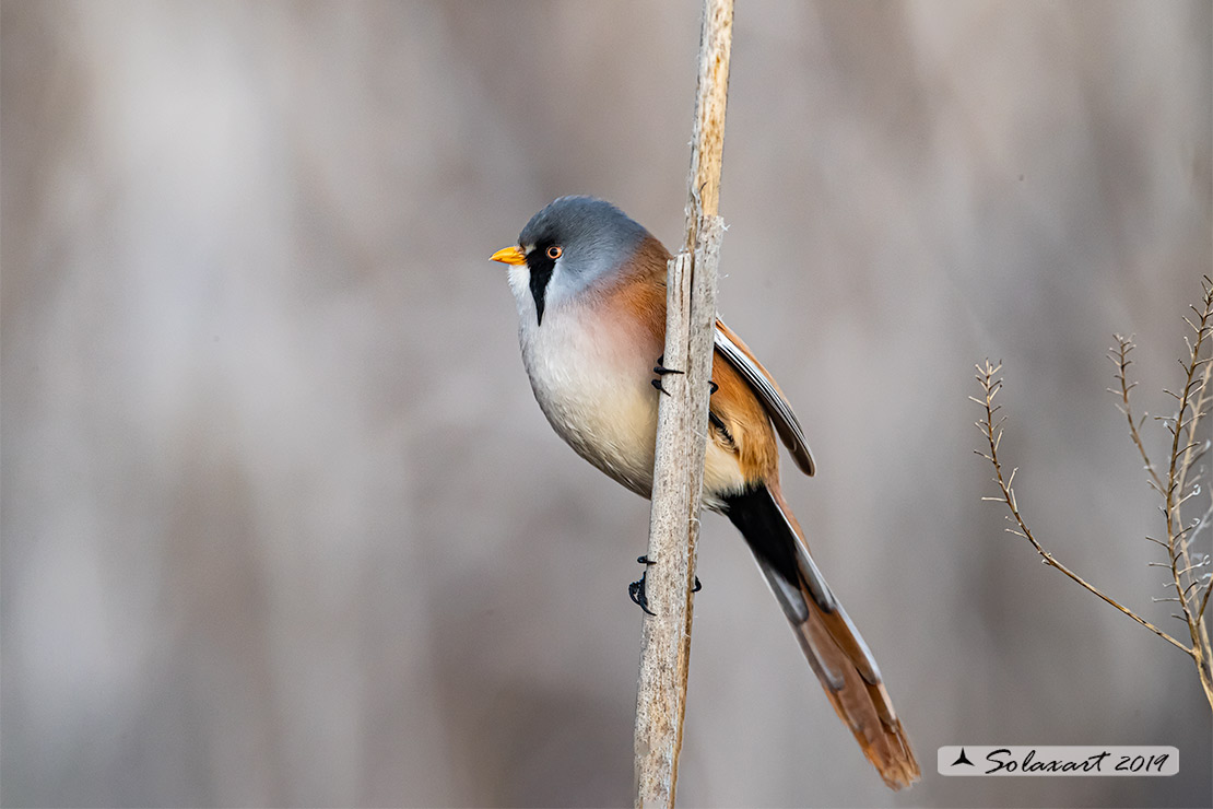 Panurus biarmicus; Basettino; Bearded reedling