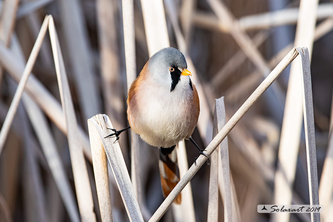 Panurus biarmicus; Basettino; Bearded reedling