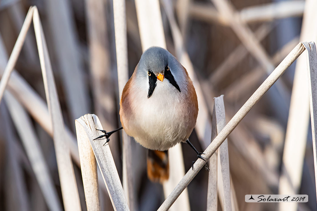 Panurus biarmicus; Basettino; Bearded reedling