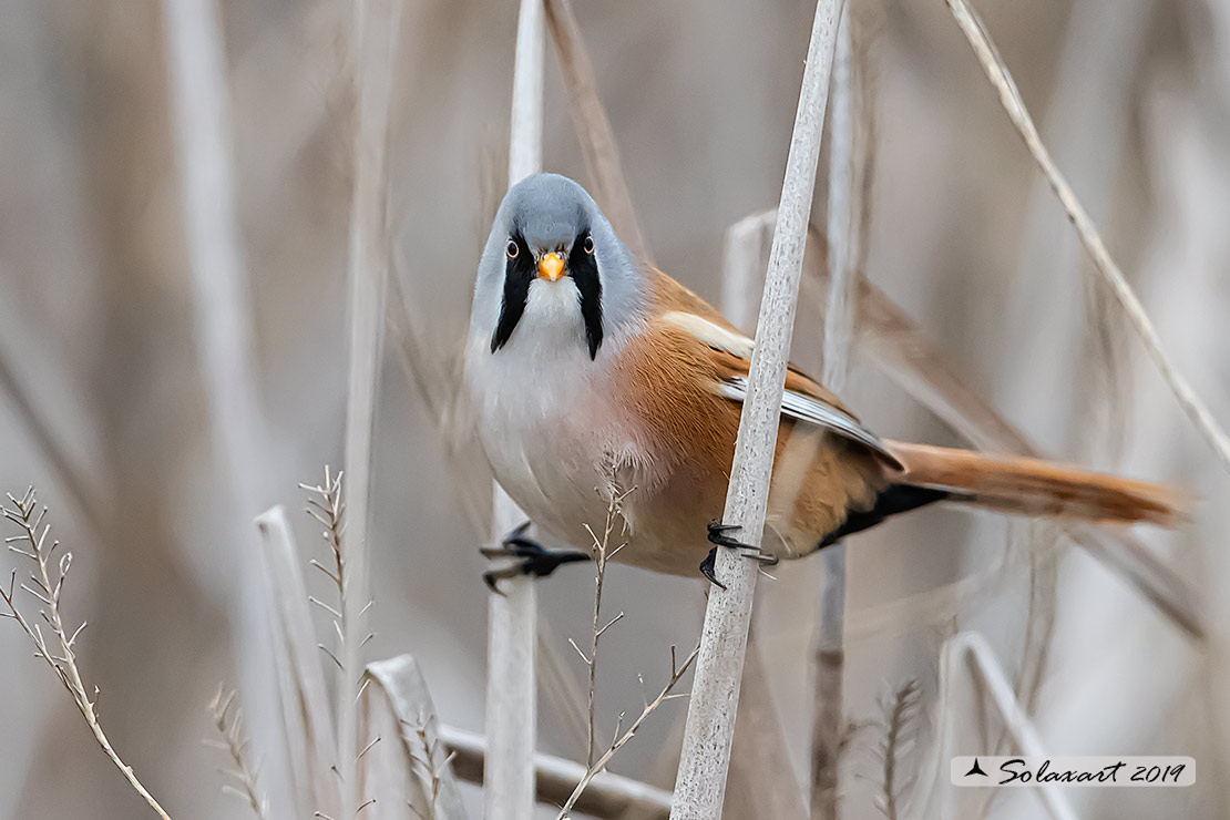 Panurus biarmicus; Basettino; Bearded reedling