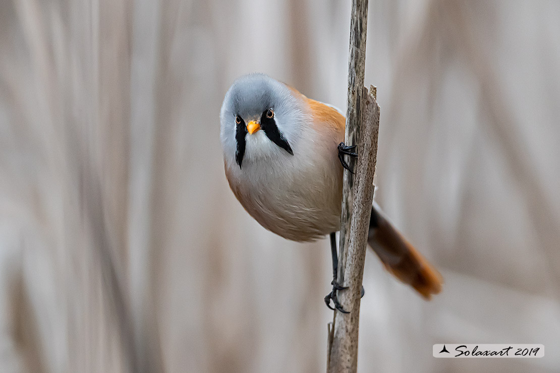 Panurus biarmicus; Basettino; Bearded reedling