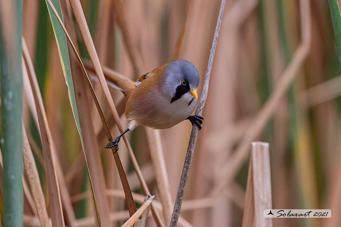 Panurus biarmicus; Basettino; Bearded reedling