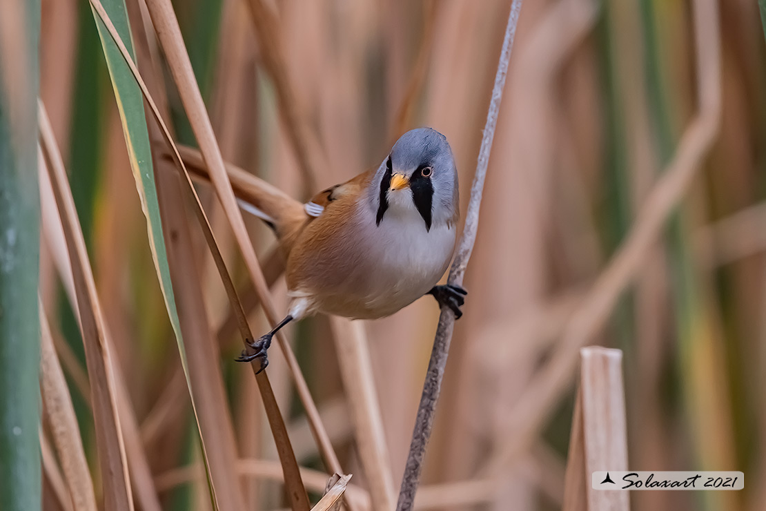 Panurus biarmicus; Basettino; Bearded reedling