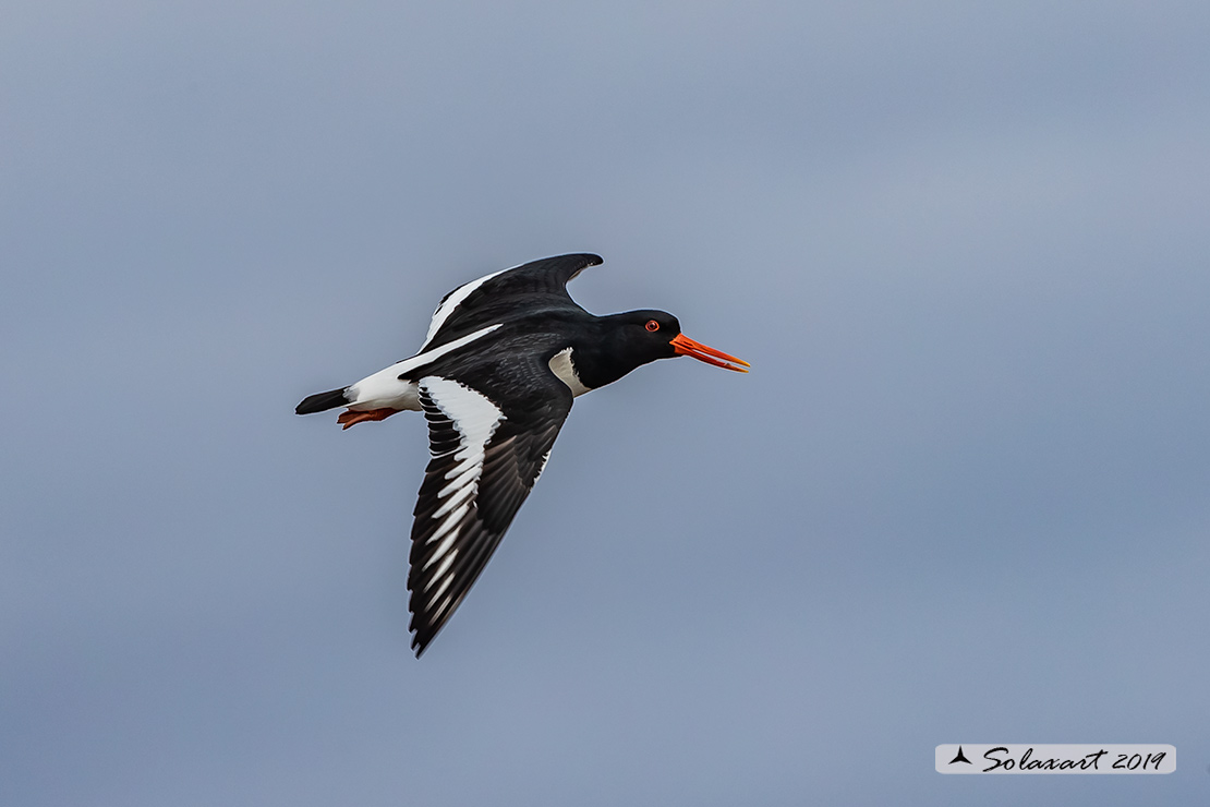 Haematopus ostralegus - Beccaccia di mare - Eurasian Oystercatcher or Pied Oystercatcher