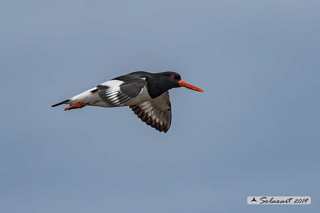 Haematopus ostralegus - Beccaccia di mare - Eurasian Oystercatcher or Pied Oystercatcher