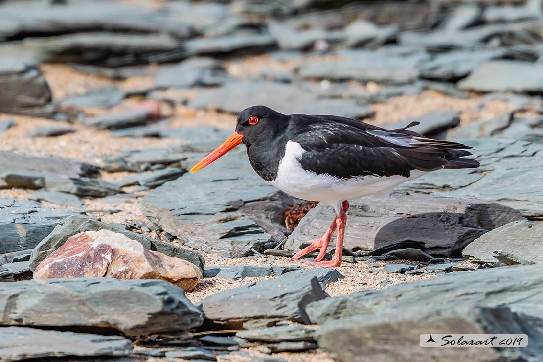 Haematopus ostralegus - Beccaccia di mare - Eurasian Oystercatcher or Pied Oystercatcher